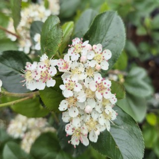 Aronia prunifolia 'Nero' - flowers