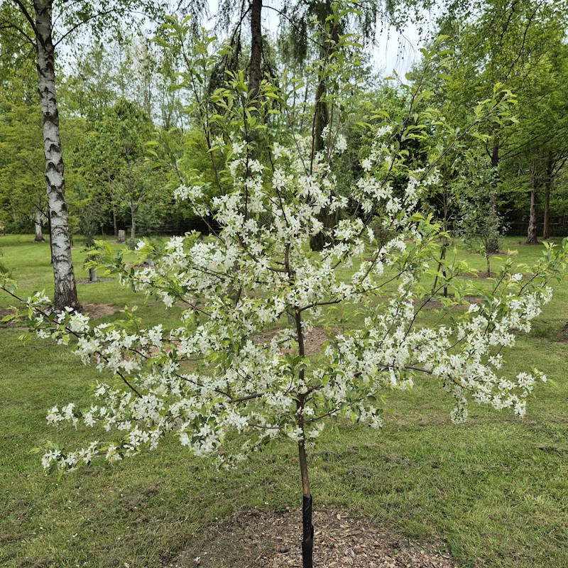 Malus transitoria - young tree