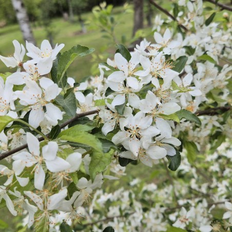 Malus transitoria - spring flowers Malus transitoria - spring flowers