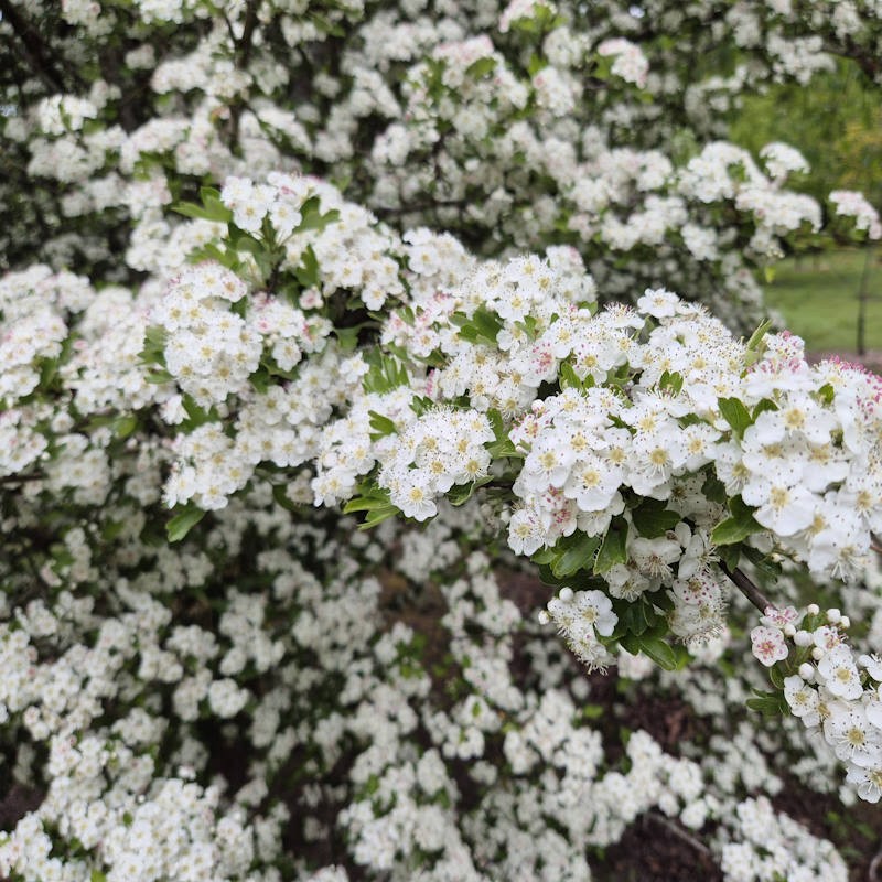 Crataegus monogyna 'Ferox' - spring flowers