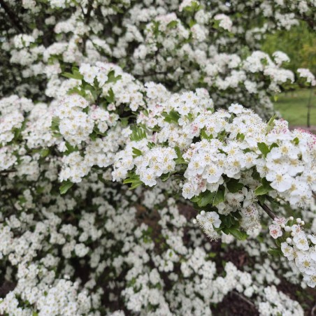 Crataegus monogyna 'Ferox' - spring flowers Crataegus monogyna 'Ferox' - spring flowers