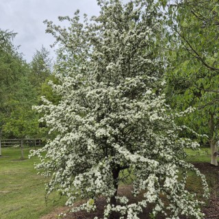 Crataegus monogyna 'Ferox' - established tree.