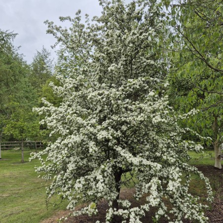 Crataegus monogyna 'Ferox' - established tree. Crataegus monogyna 'Ferox' - established tree.