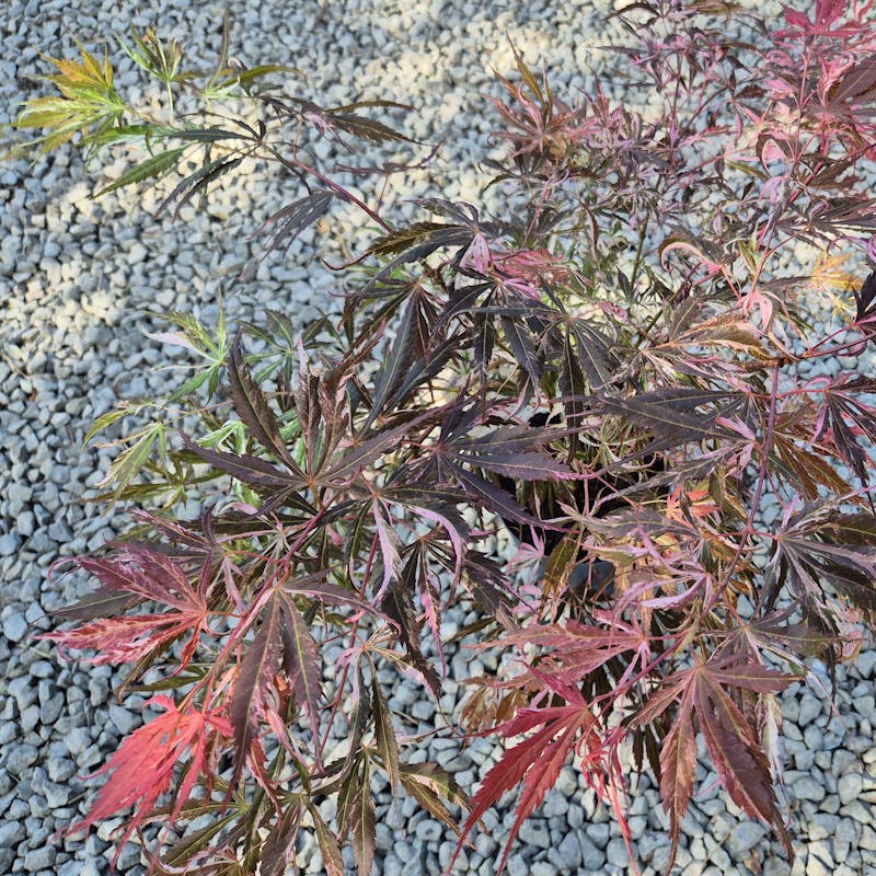 Acer palmatum 'Extravaganza' - spring foliage