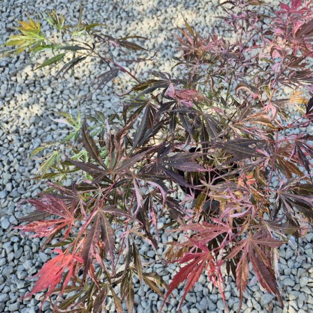 Acer palmatum 'Extravaganza' - spring foliage