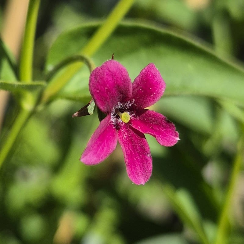 Jasminum beesianum - flowers