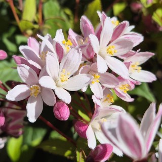 Deutzia × rosea 'Yuki Cherry Blossom' - spring flowers