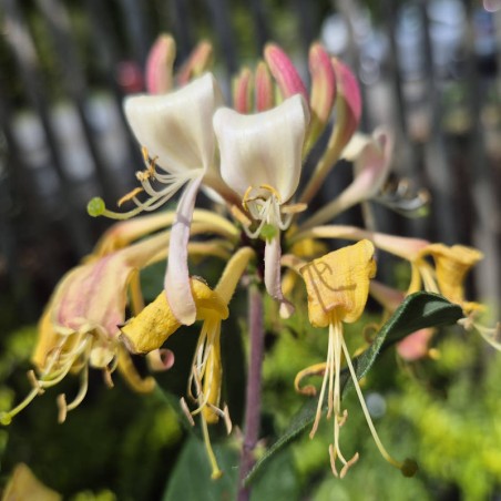 Lonicera periclymenum 'Assynt Cream' - summer flowers