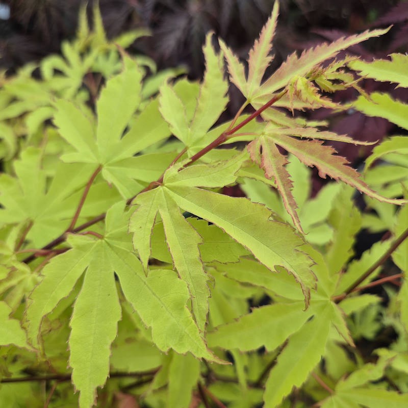 Acer palmatum 'Anne Irene' - young leaves in summer