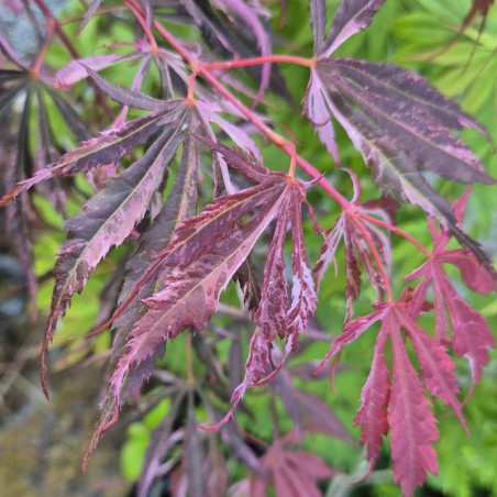 Acer palmatum 'Extravaganza' - close up of young leaves