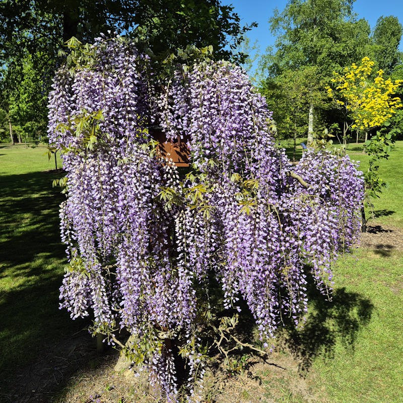 Wisteria floribunda 'Royal Purple' - flowers in May