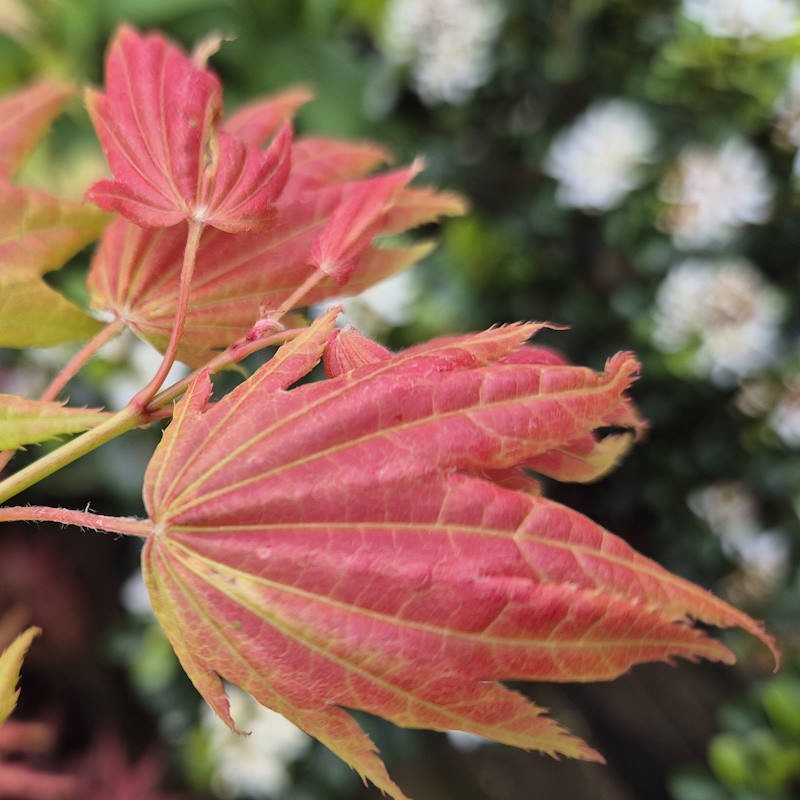 Acer shirasawanum 'Moonrise'