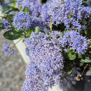 Ceanothus thyrsiflorus var. repens - flowers