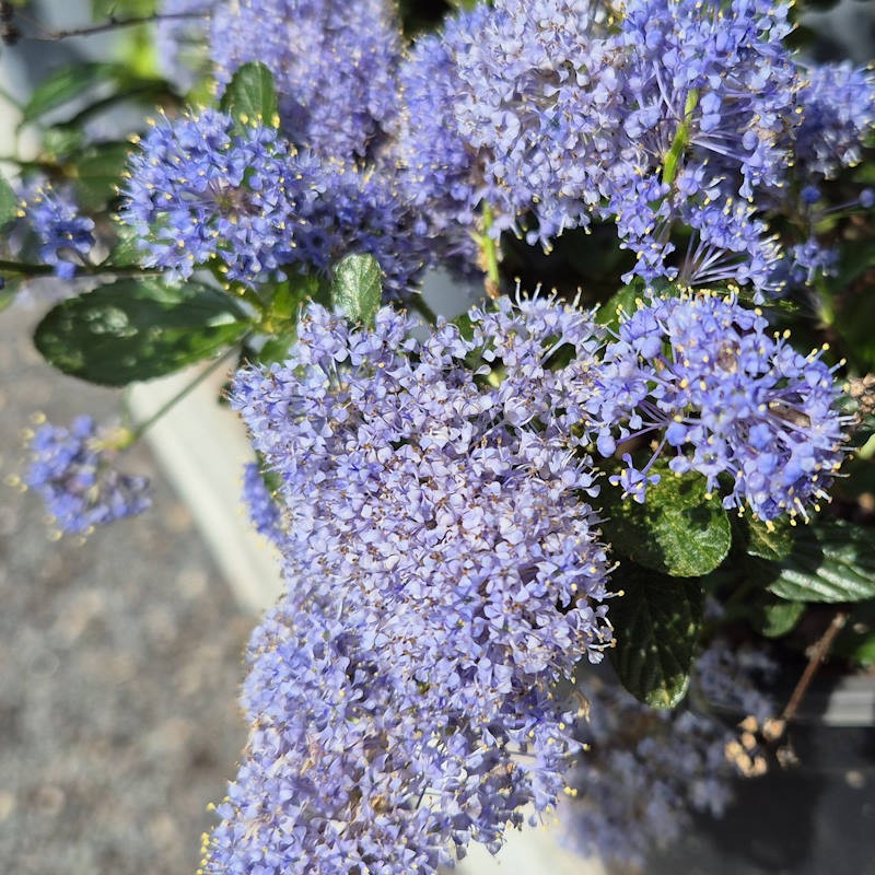 Ceanothus thyrsiflorus var. repens - flowers