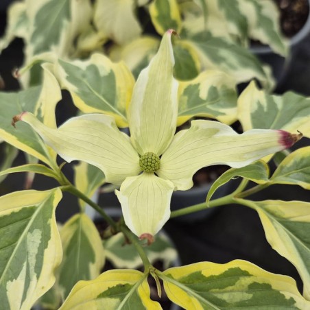 Cornus kousa 'Tri Splendour' - bracts in early summer