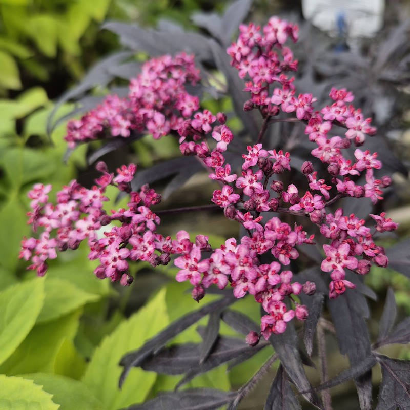 Sambucus nigra 'Cherry Lace' - flowers in early summer