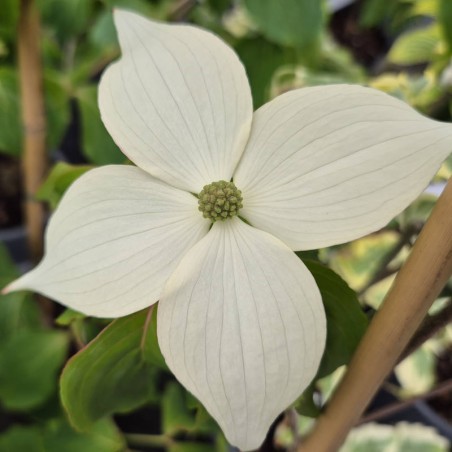 Cornus kousa 'Eurostar' - flower bracts in early summer
