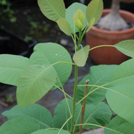 Cotinus obovatus - summer leaves