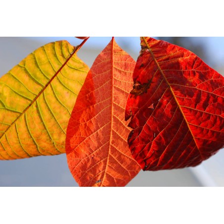 Cotinus obovatus - leaves at different autumn colour stages