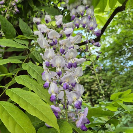 Wisteria 'Burford' - flowers
