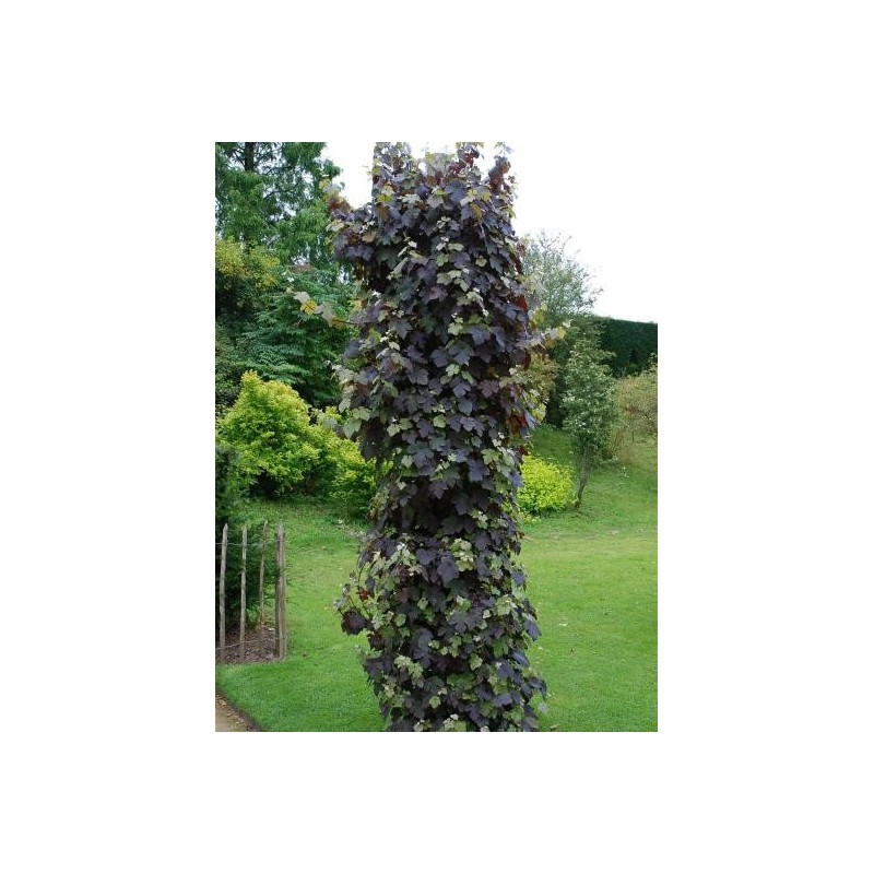 Vitis vinifera 'Purpurea' Vitis vinifera 'Purpurea'
