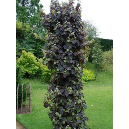 Vitis vinifera 'Purpurea' Vitis vinifera 'Purpurea'