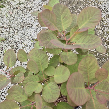 Cotinus coggygria 'Flamissimo' - summer leaves