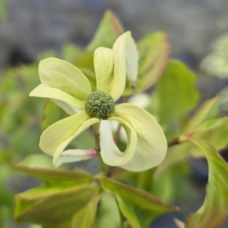 Cornus kousa 'Couronne' - flower bracts Cornus kousa 'Couronne' - flower bracts