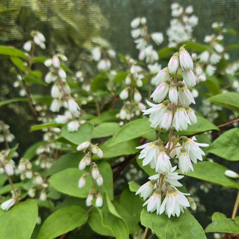 Deutzia crenata 'Pride of Rochester' - flowers
