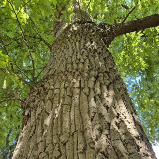 Quercus cerris - bark on an established tree