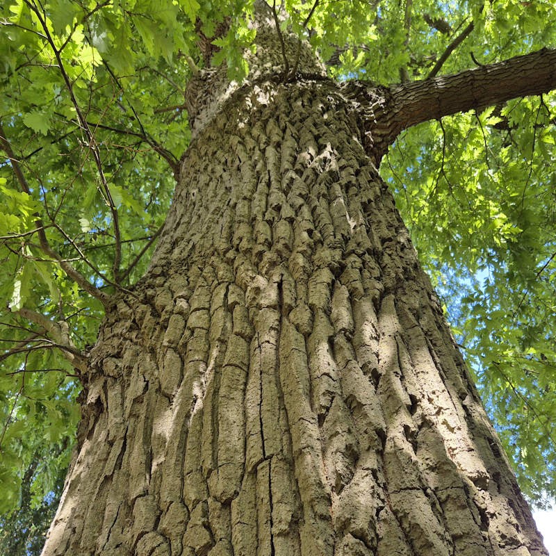 Quercus cerris - bark on an established tree