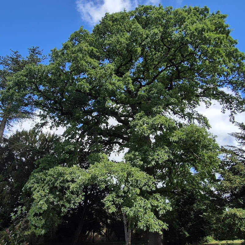 Quercus cerris - specimen tree