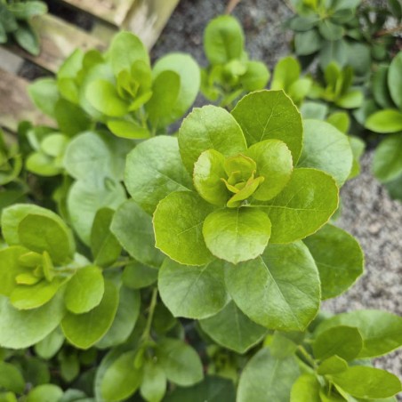 Arbutus unedo 'Peace and Love' - spring leaves