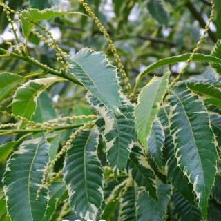 Castanea sativa 'Albomarginata' - variegated leaves