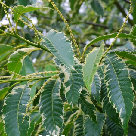 Castanea sativa 'Albomarginata' - variegated leaves