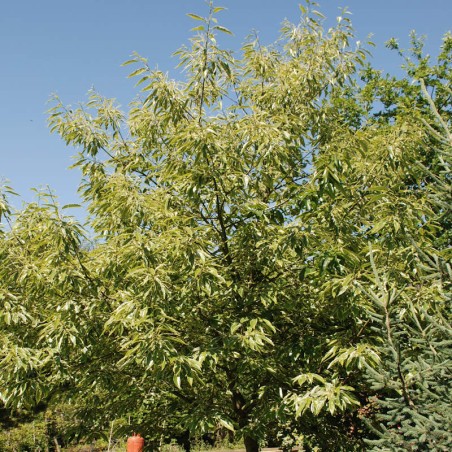 Castanea sativa 'Albomarginata' - Established plant