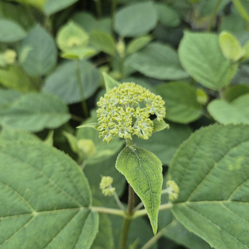 Hydrangea arborescens 'Candybelle Marshmallow' - young flower heads in early June