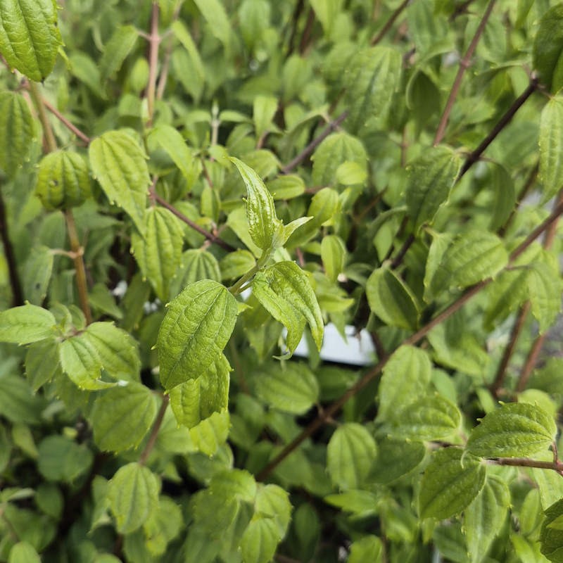 Philadelphus mexicanus ‘Rose Syringa’ - leaves in early summer.