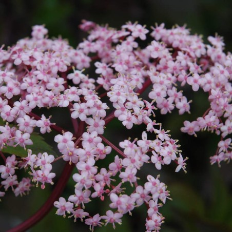 Sambucus nigra 'Thundercloud' - flowers in summer