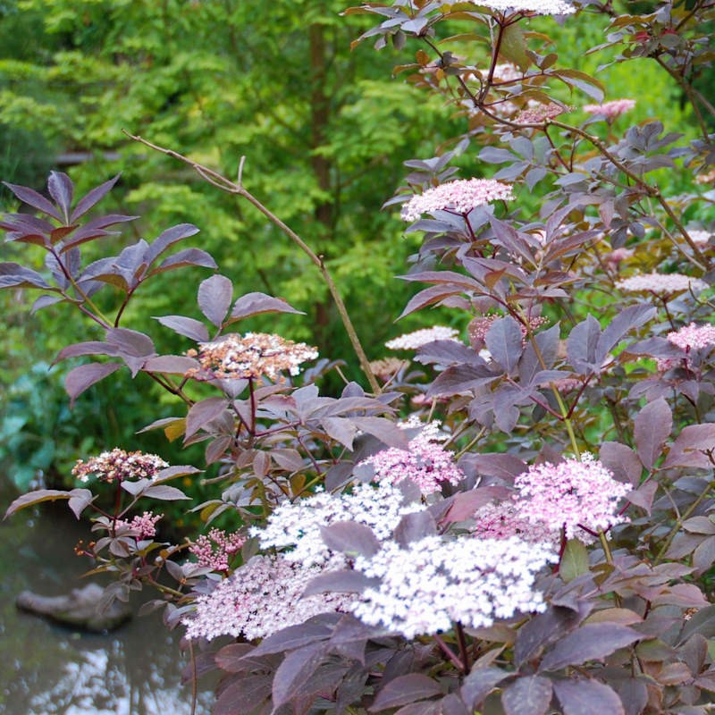 Sambucus nigra 'Thundercloud' - established plant
