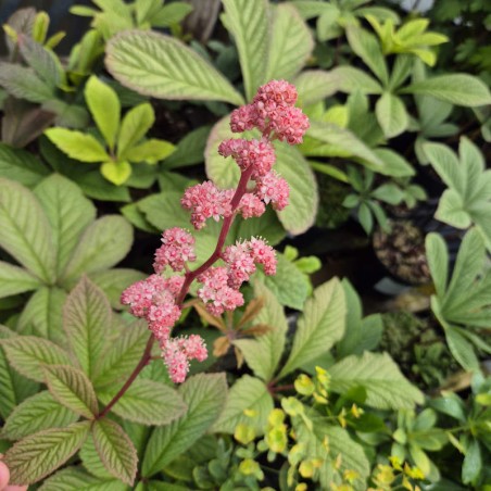 Rodgersia aesculifolia - flowers