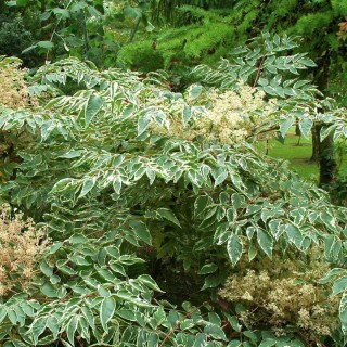 Aralia elata 'Variegata' - summer leaves