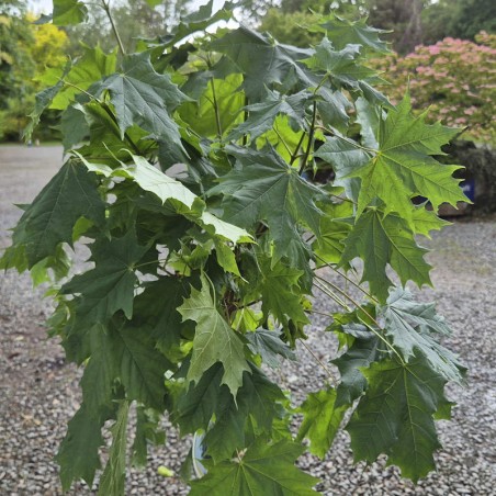 Acer platanoides 'Globosum'
