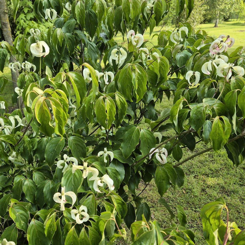 Cornus kousa 'Couronne' - established plant