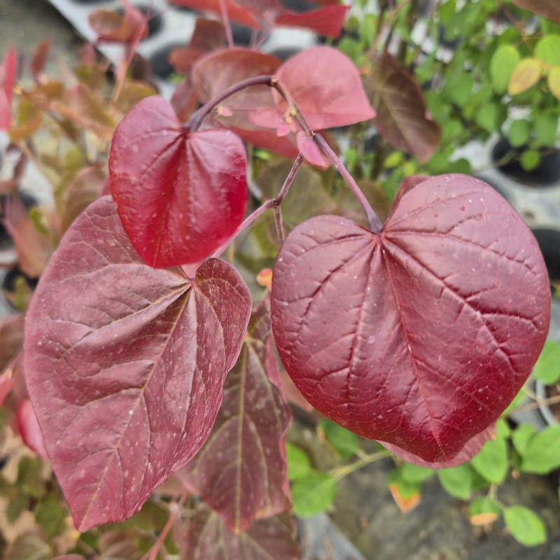 Cercis canadensis 'Merlot' - young leaves in early summer
