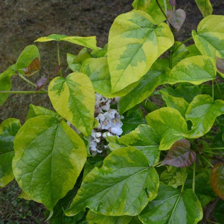 Catalpa bignonioides 'Variegata' - variegated leaves