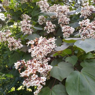 Catalpa x erubescens 'Purpurea' - flowers in early summer