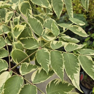 Aralia elata 'Aureovariegata' - variegated leaves
