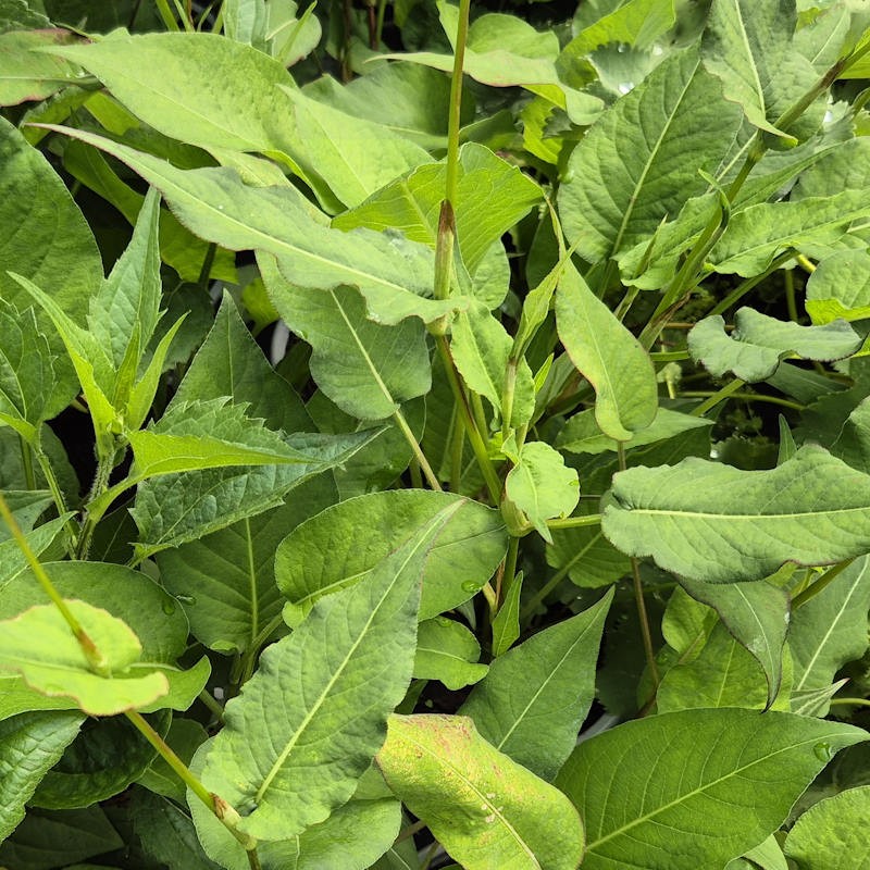 Persicaria amplexicaulis 'Orange field' - spring leaves