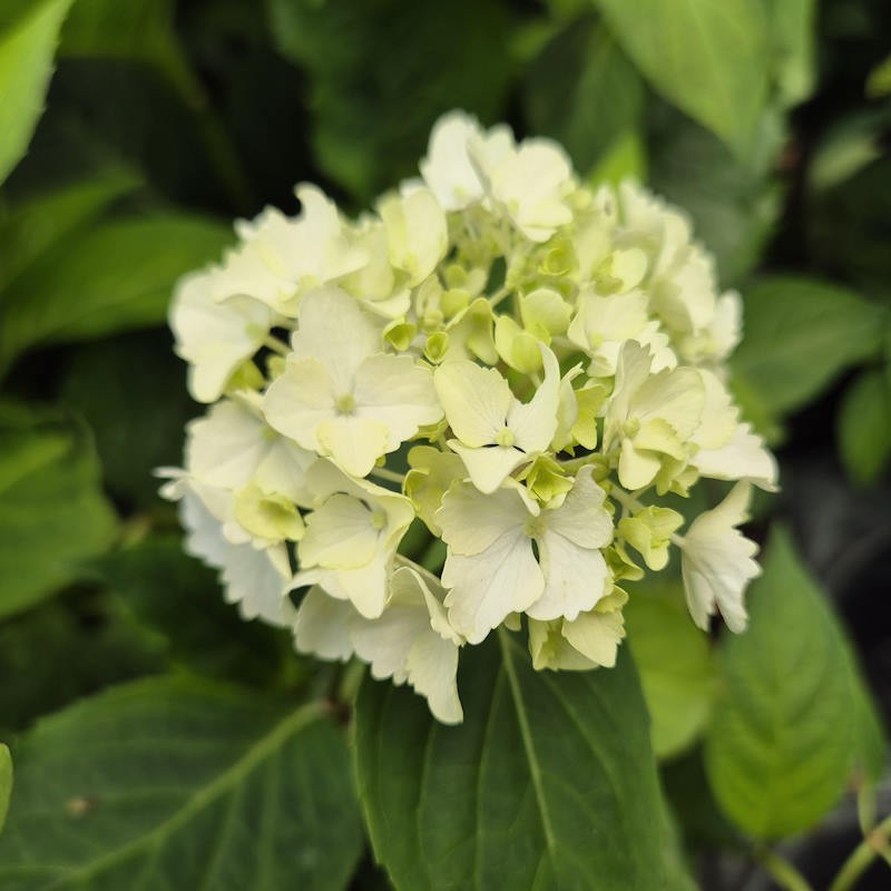 Hydrangea 'Glyn Church' - summer flowers